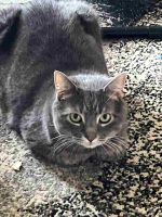 Bowie reduced.jpg (56 KB)